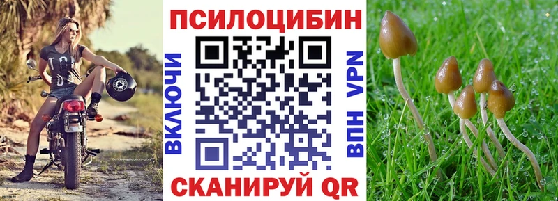 закладки  Невель  Галлюциногенные грибы Psilocybine cubensis 
